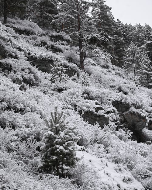 grátis Foto profissional grátis de árvores, coberto de neve, com frio Foto profissional