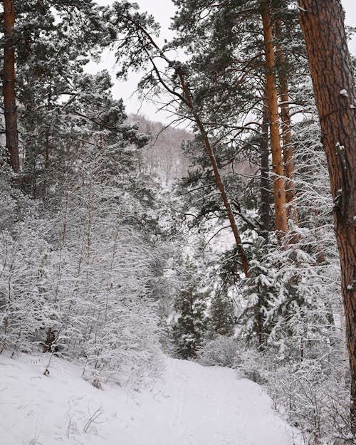 Foto profissional grátis de árvores, clima, coberto de neve