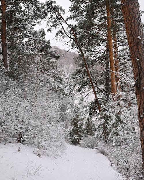 Brown Trees Covered With Snow