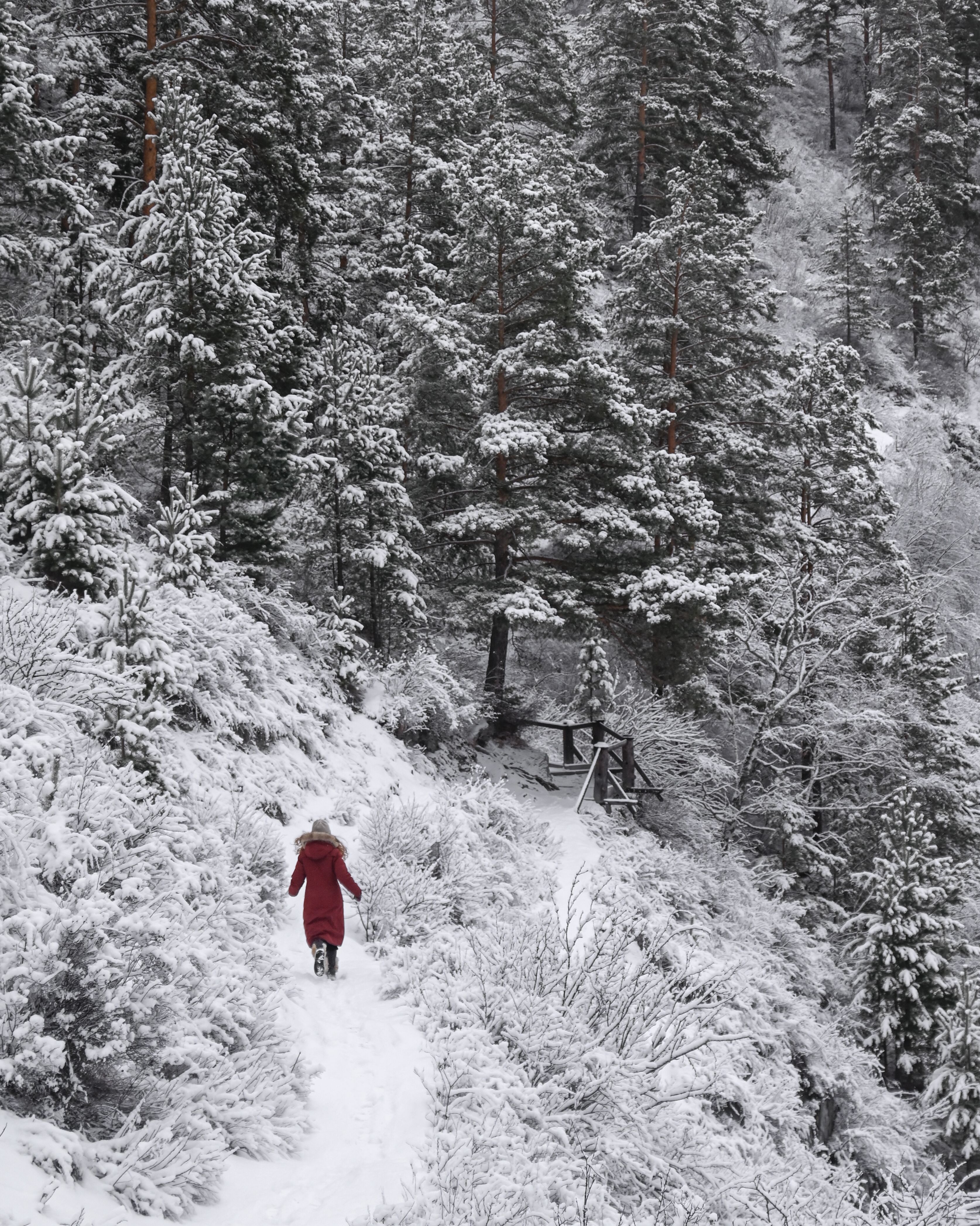 Woman in Red Coat Walking Path Through Winter Forest · Free Stock Photo