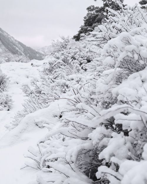 Free Peaceful snowy landscape with frosted trees and a mountain backdrop, capturing the essence of winter. Stock Photo