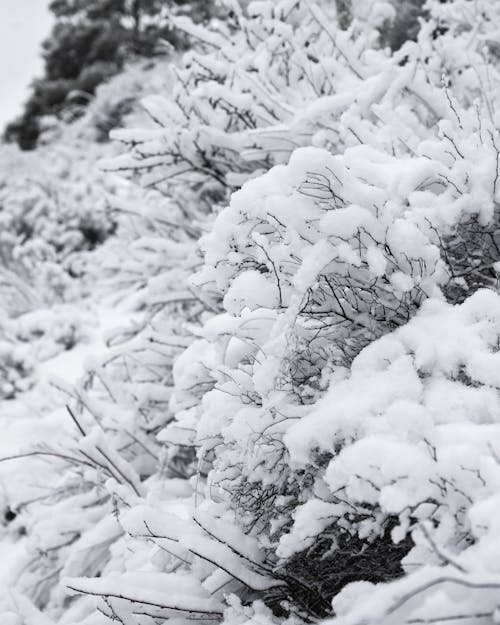 Foto d'estoc gratuïta de arbre, blancaneus, congelat