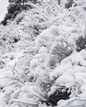 Close-up of bushes covered in snow, creating a winter wonderland scene.