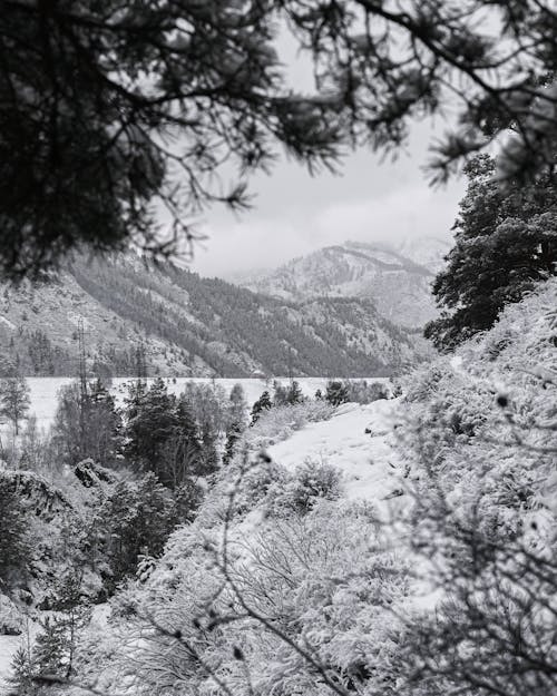 Kostenloses Stock Foto zu bäume, berge, frost