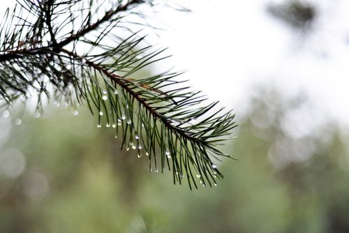 Free A detailed view of pine needles with dew drops, showcasing natural freshness and beauty. Stock Photo