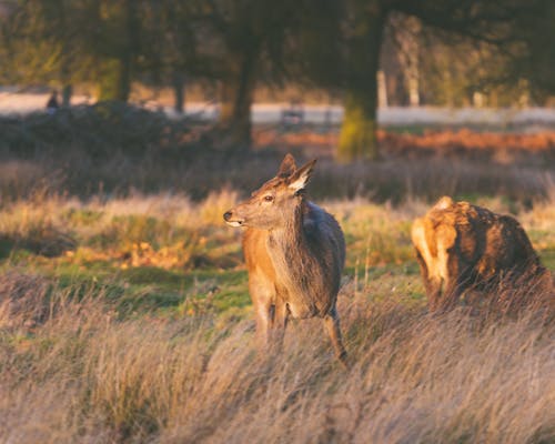 Photos gratuites de animal, cerf, champ