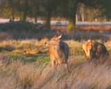 Brown Deer on Green Grass Field