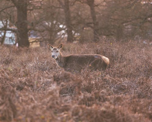 Základová fotografie zdarma na téma divočina, hnědá tráva, hřiště