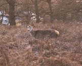 Brown Fox Lying on Brown Grass Field