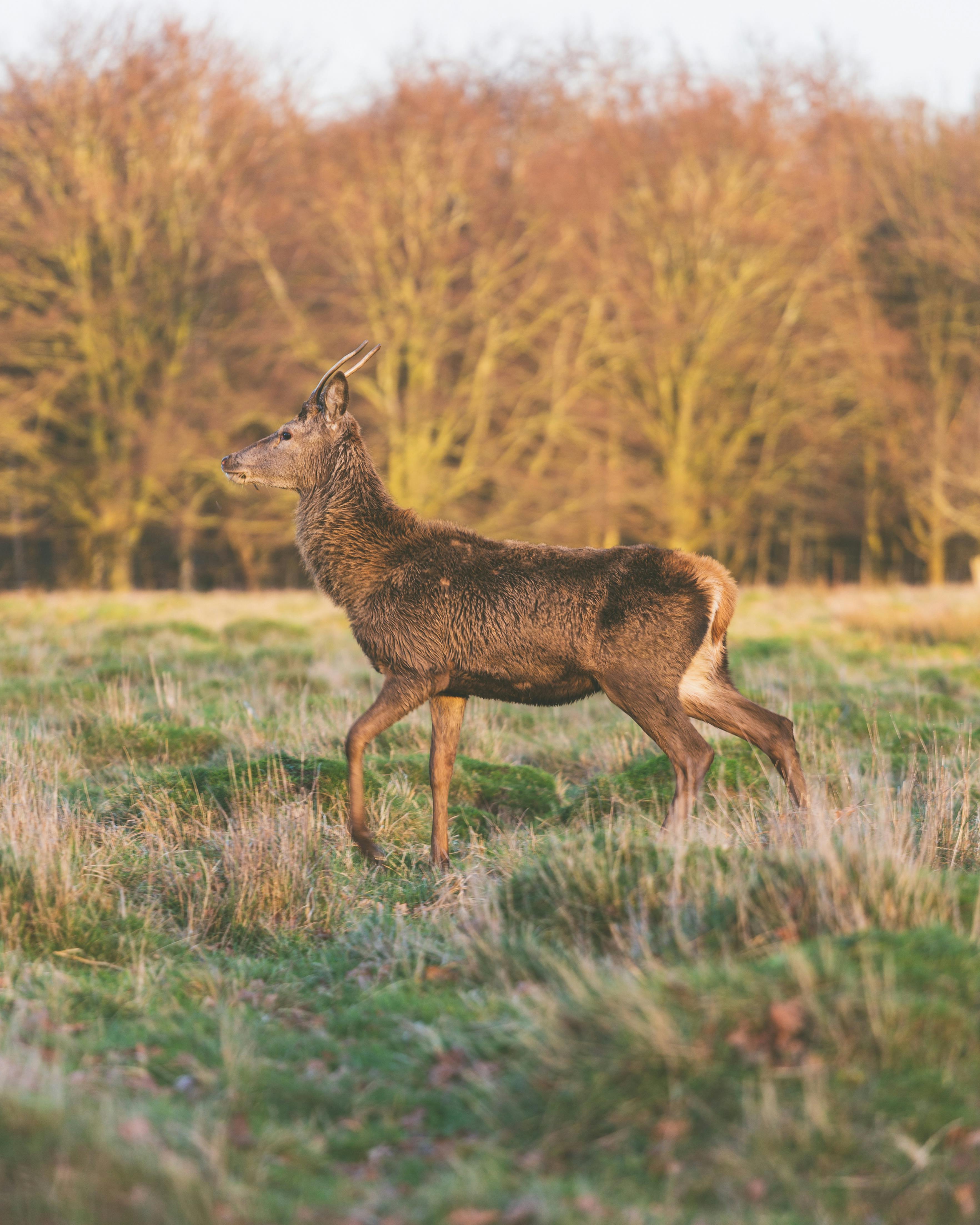 grátis Foto profissional grátis de adular, animais selvagens, animal Foto profissional