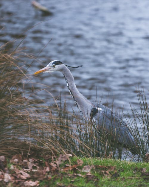 Grey Heron near Water 