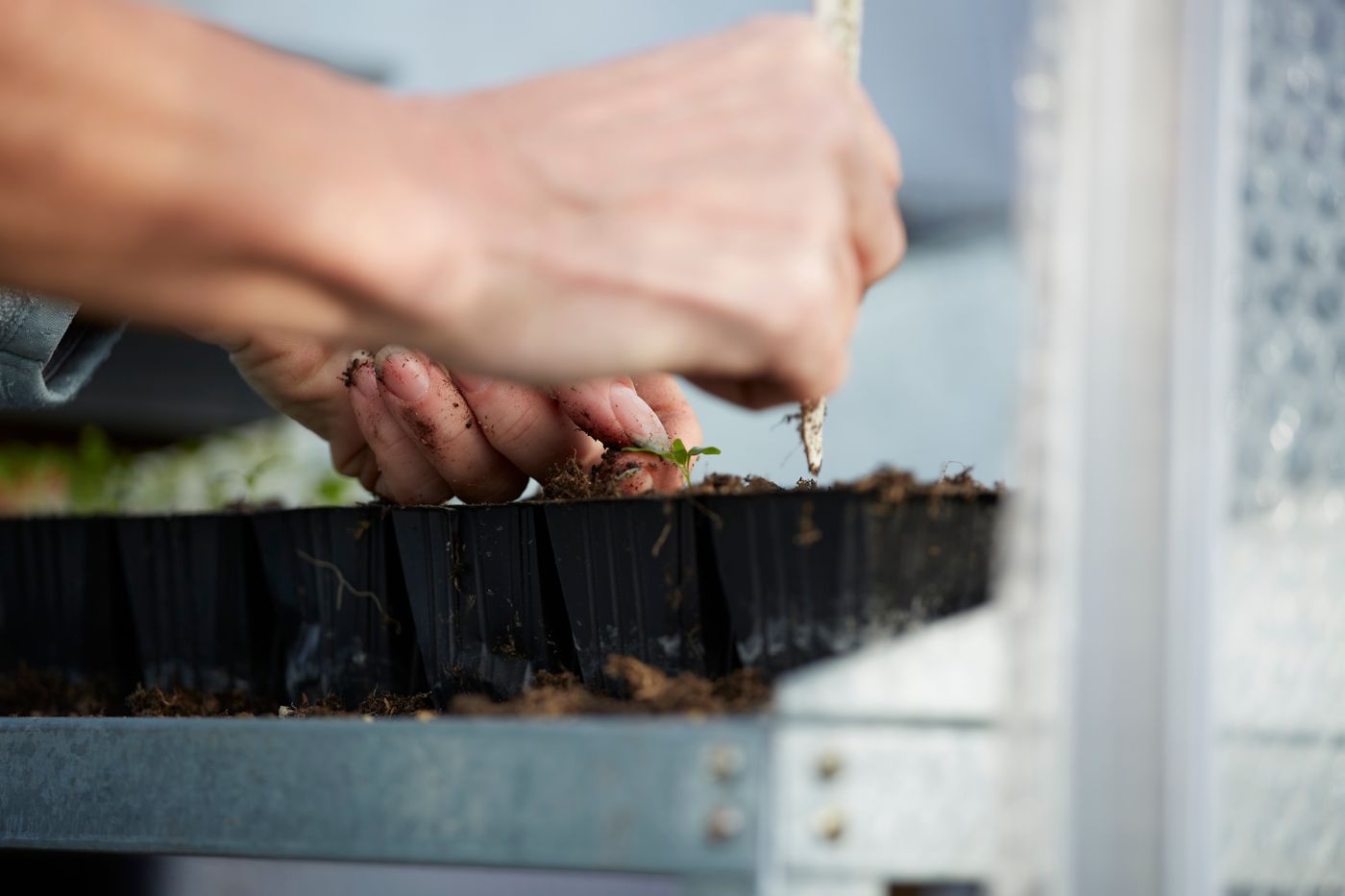 Illustrative stock photograph: Hands planting and tending seedlings