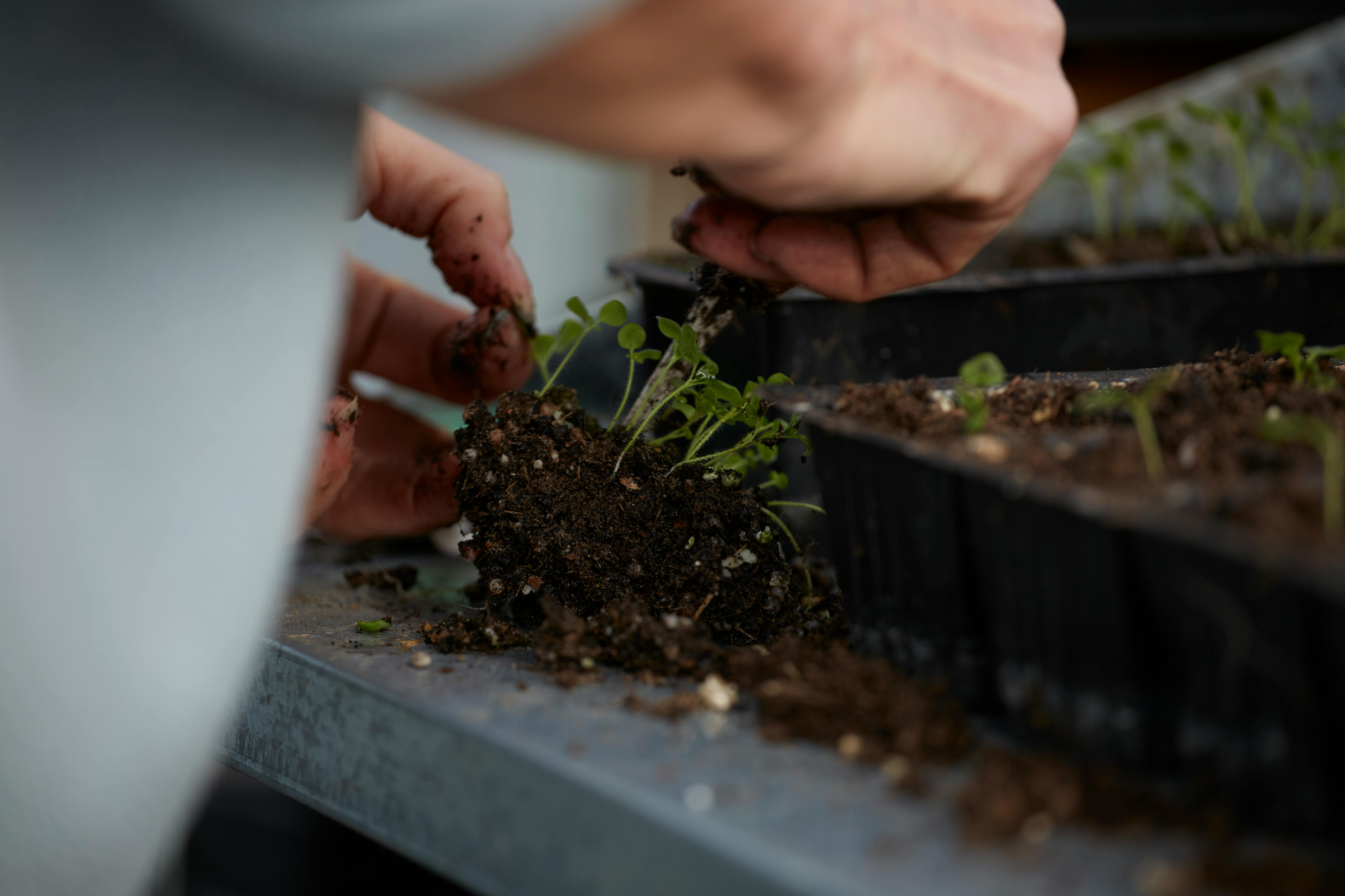 Tottenham chief 'placed on gardening leave' as summer shake-up continues — Photo by Ian Probets on Pexels