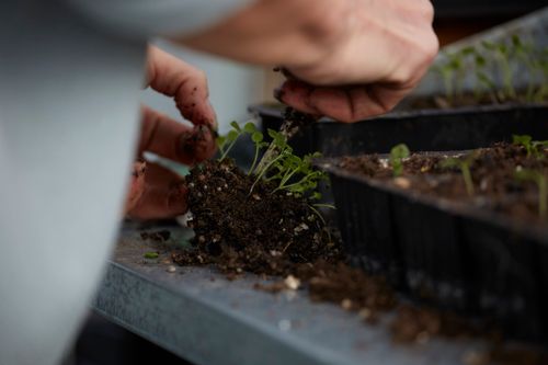 Free A close-up view of hands delicately planting young seedlings in soil, emphasizing gardening techniques. Stock Photo