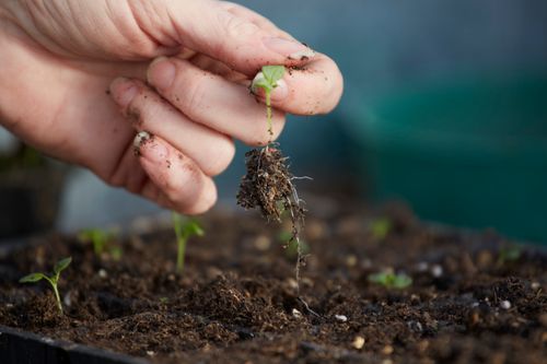 Free Close-up of hand holding a small seedling with soil, symbolizing growth and ecology. Stock Photo
