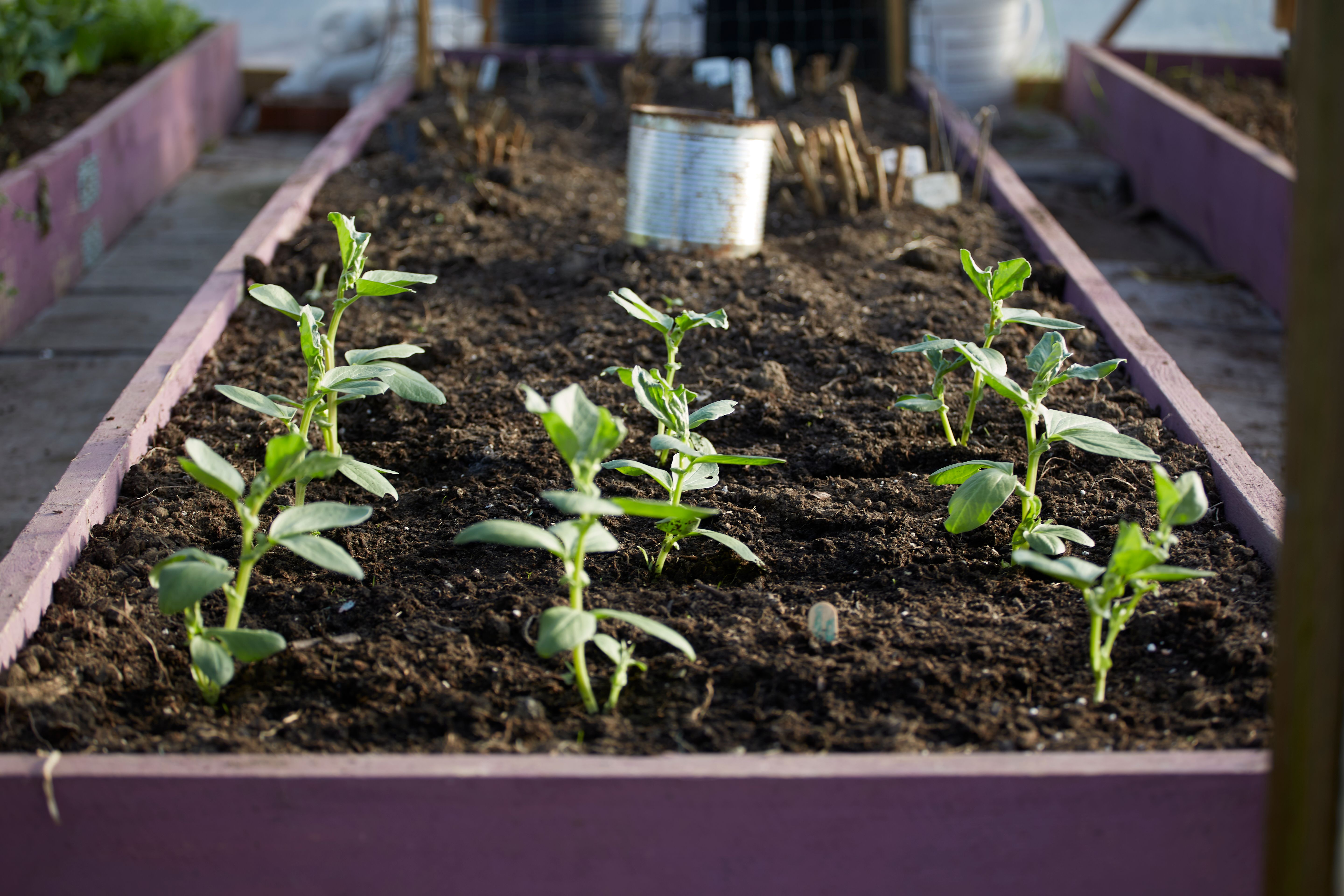 San Diego raised bed kitchen garden