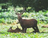 Deer Looking at Camera while Fawns Lay in Grass