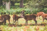 Brown Deer on Green Grass Field