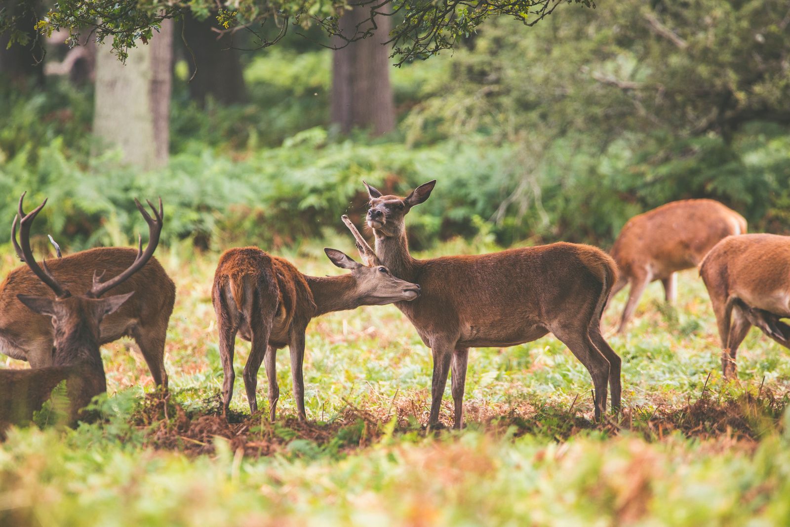 Photo d'ambiance d'un troupeau de cerfs dans une clairière