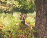 Brown Deer on Green Grass