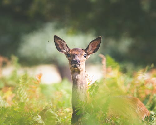 Immagine gratuita di animale, animali allo stato selvatico, cervo