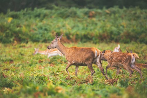 Brown Deer and Fawn on Green Grass Field