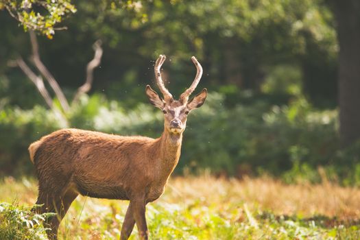 A deer with antlers standing in a vibrant green forest during summer.
