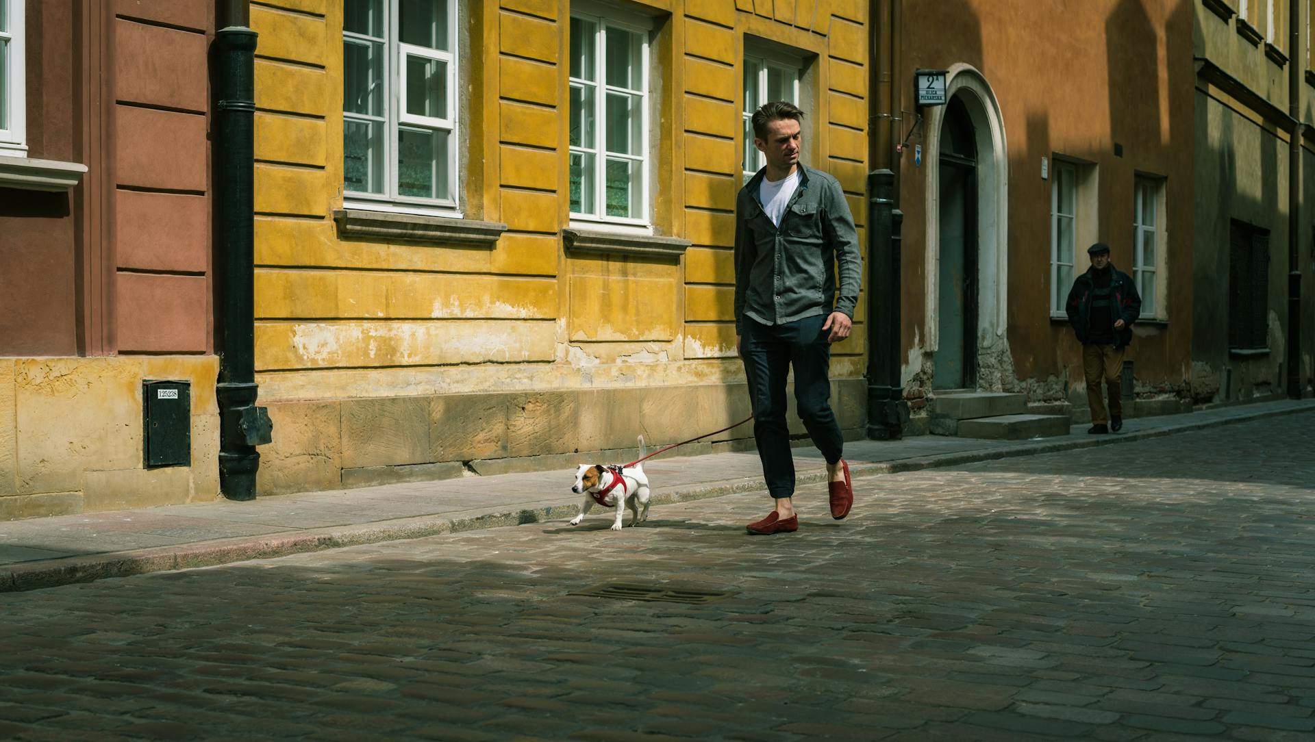 A Man Walking with Jack Russell