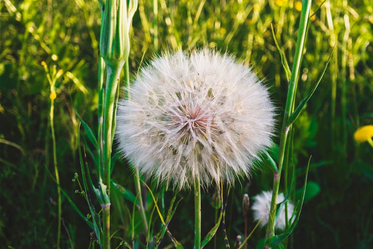 White Dandelion Flowers