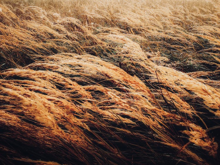 Tilted Pampas Grass 