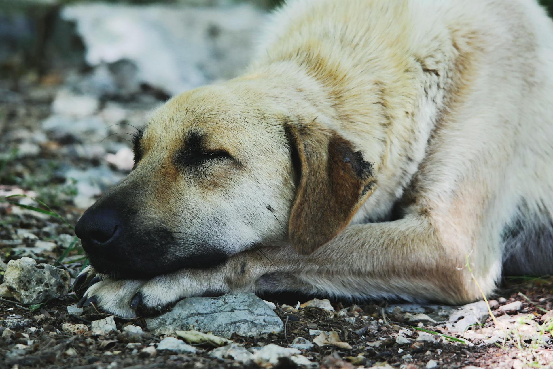 Tan Short Coat Dog