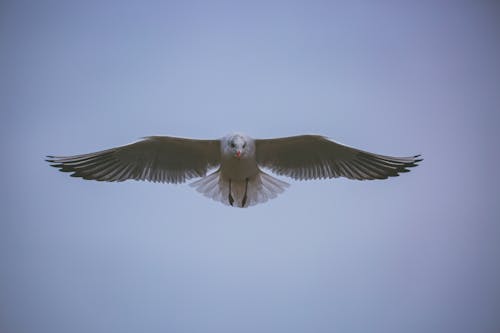 Foto d'estoc gratuïta de a l'aire, ales, au