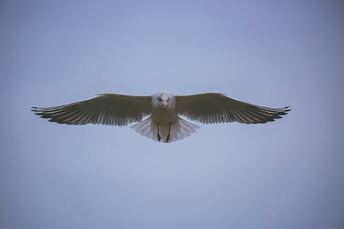 Kostnadsfri bild av fågel, fågelfotografering, fiskmås