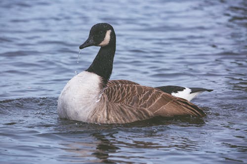 Close-up Photo of Mallard on Water