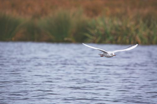 Free A Black-Headed Gull gracefully flies low over a serene lake, surrounded by lush grass. Stock Photo