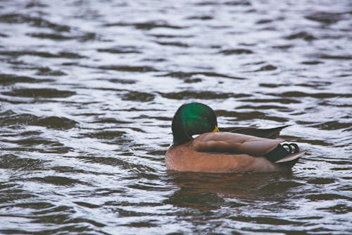 Brown and Green Mallard Duck on Water