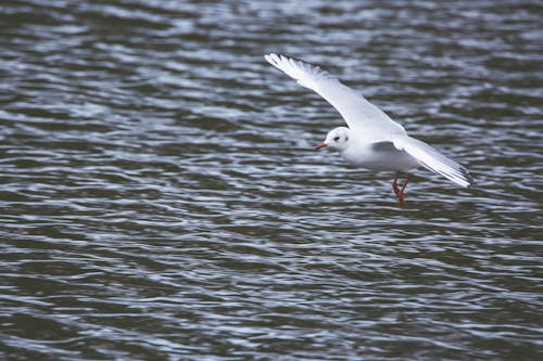動物, 水上, 水禽 的 免费素材图片