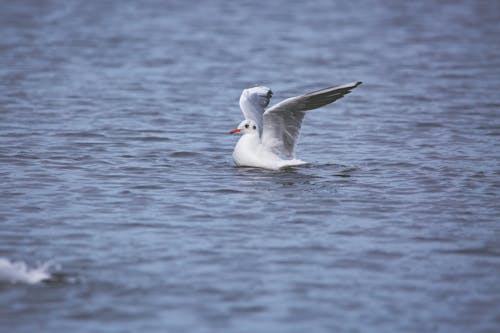 Photos gratuites de animal, eau, mouette rieuse