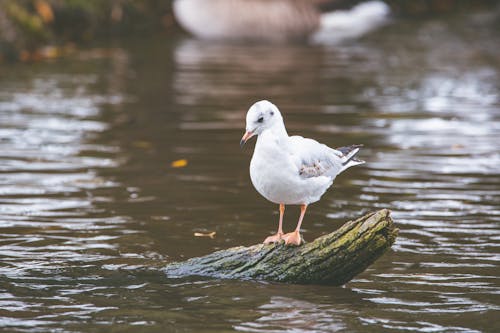 Common Gull Standing on Piece of Driftwood Floating in Water