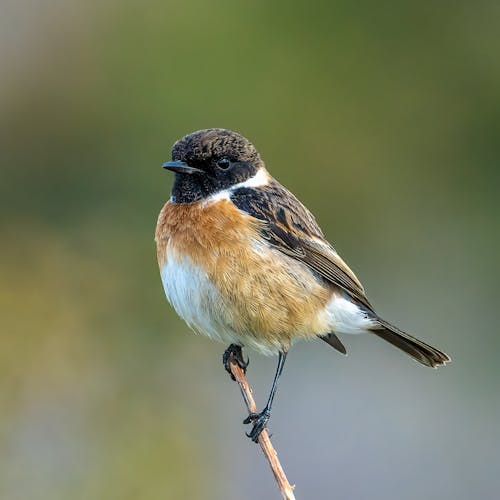 European Stonechat Bird Perched on a Twig