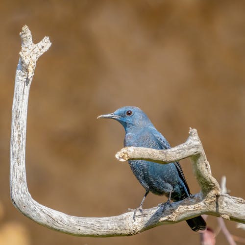 Blue Bird Perched on Tree Branch