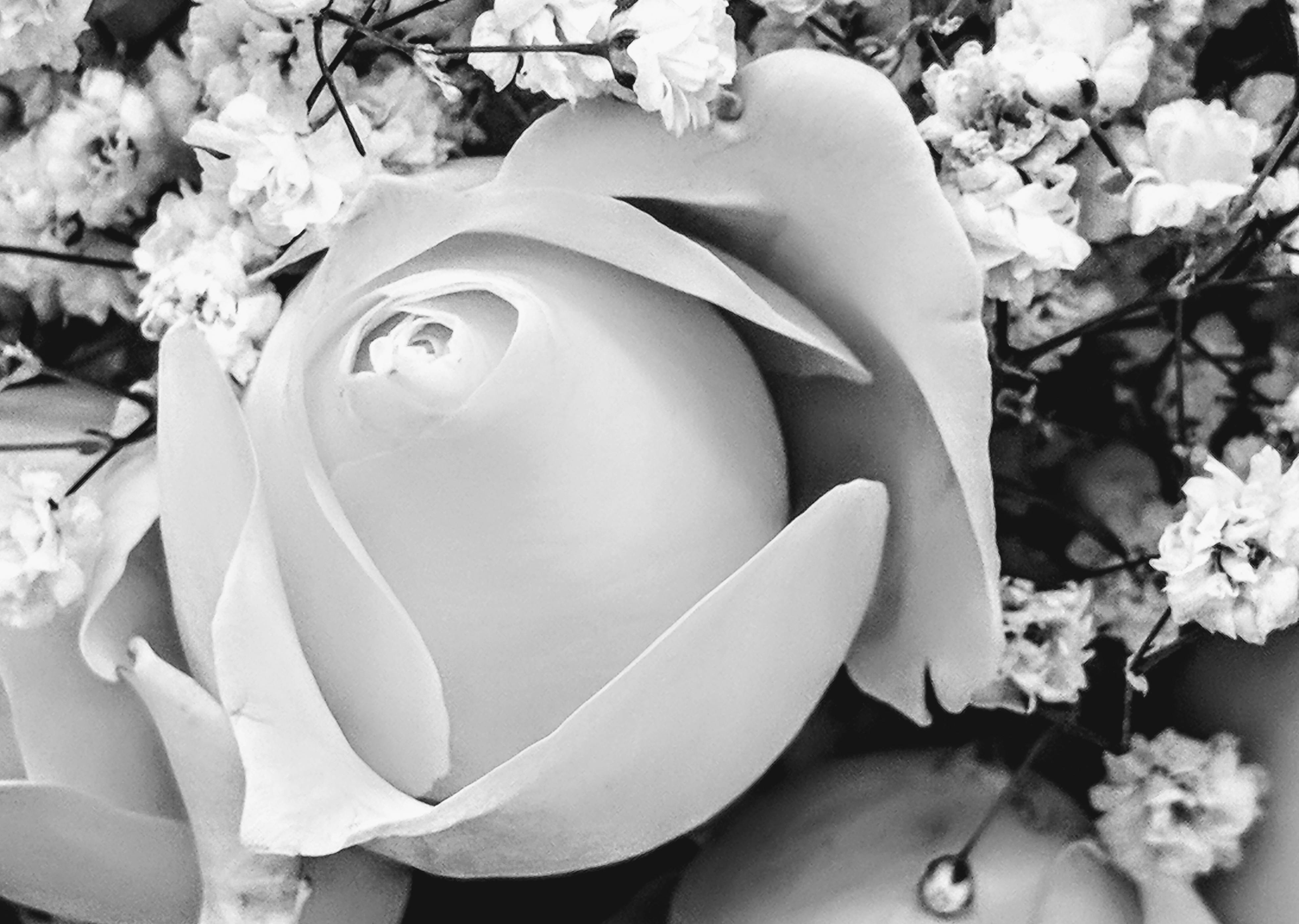 Free stock photo of baby\'s breath, white rose
