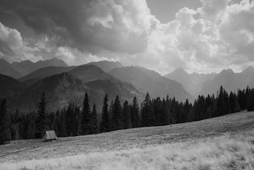 Mountains and Forest Landscape