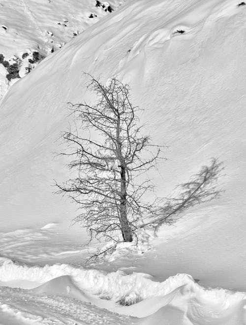 눈이 덮여, 벌거 벗은 나무, 언의 무료 스톡 사진