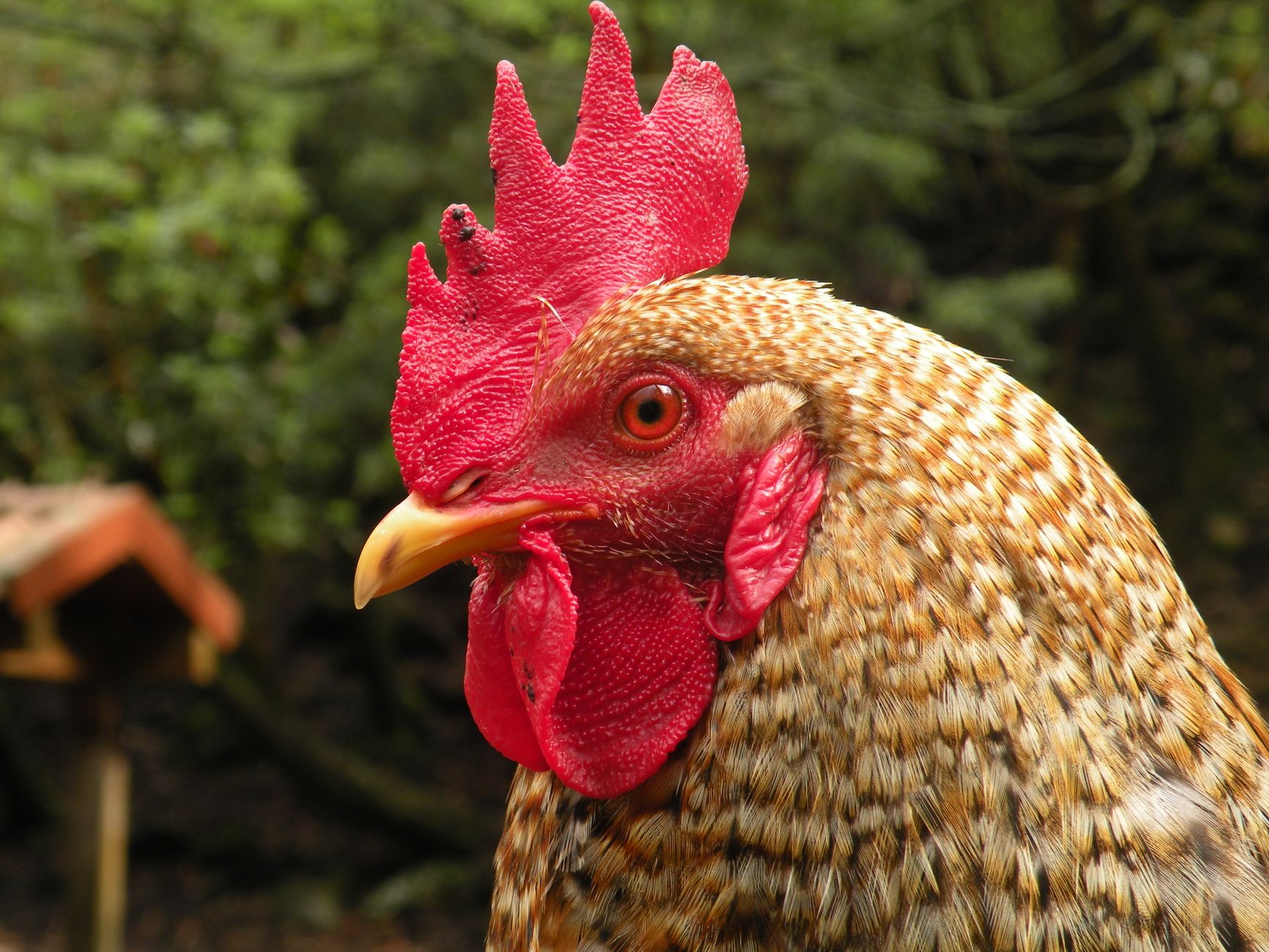 Detailed close-up of a rooster with vivid red comb outdoors.