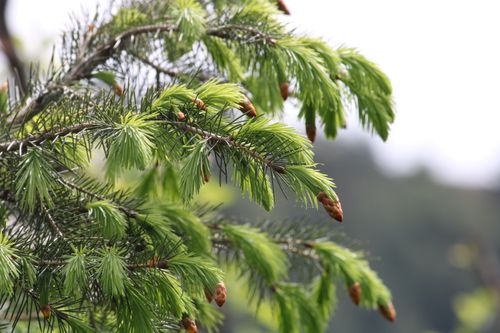 Free Detailed view of green needles and buds on a Picea Smithiana branch. Stock Photo
