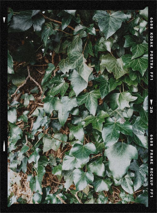 나뭇잎, 녹색, 덩굴의 무료 스톡 사진