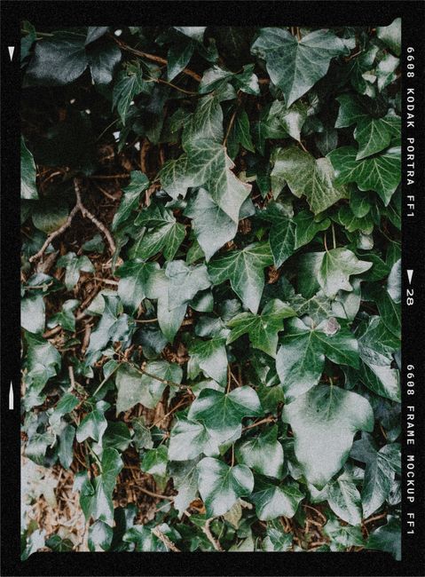 Vibrant green ivy leaves covering a rustic wall, showcasing nature's beauty up close.