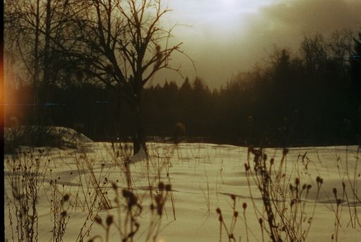 Tranquil snowy field with bare trees under a cloudy winter sky at dusk.