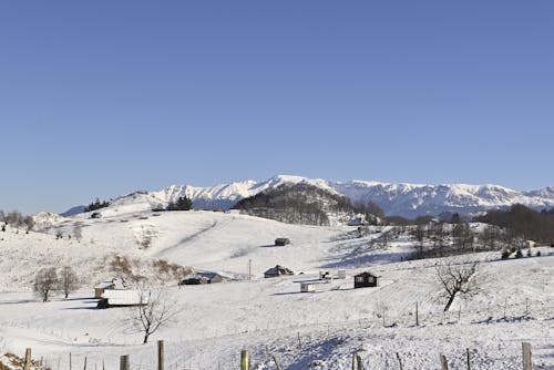 Foto profissional grátis de árvores nuas, casas, céu azul